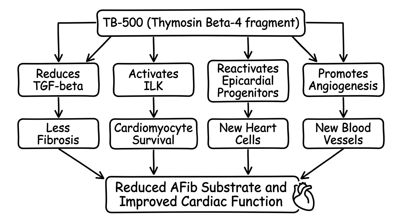 TB-500 cardiac repair mechanism flowchart showing four pathways to reduced AFib substrate